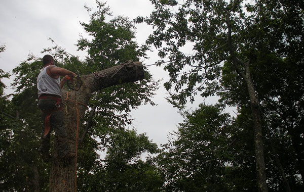 Tree Removal Expert