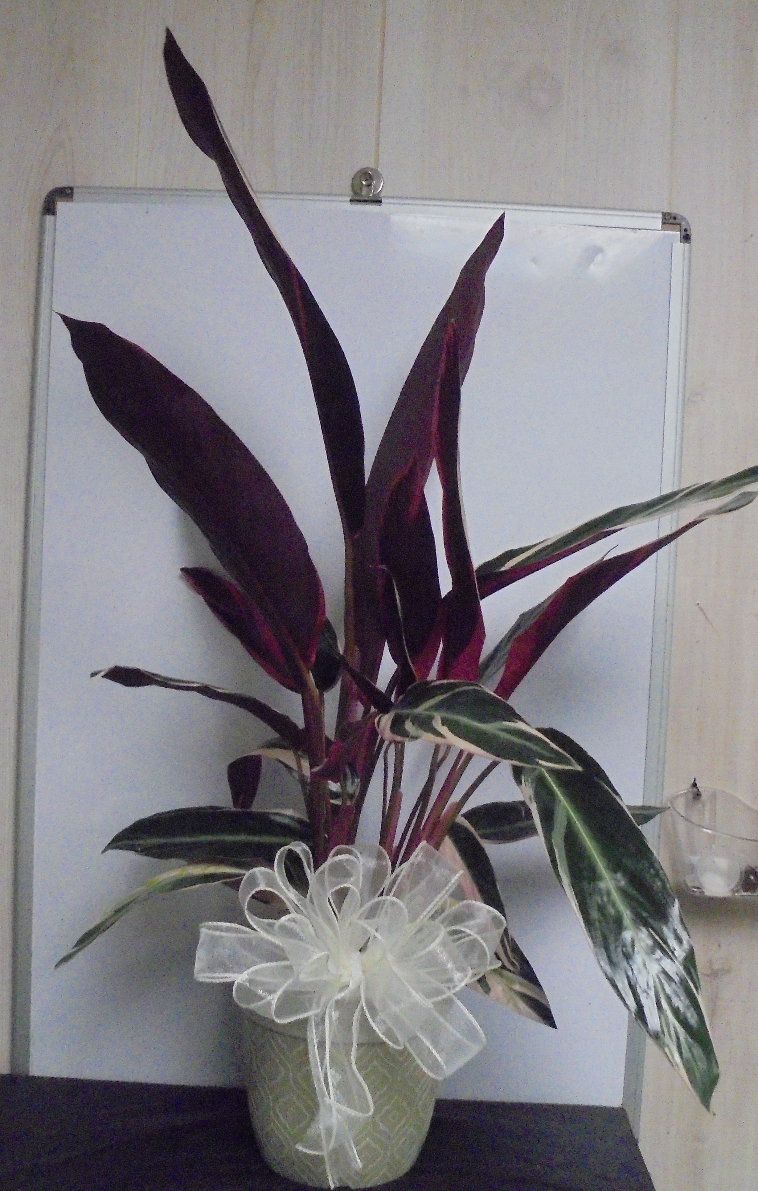 (19A)  Triostar Plant
$70.00