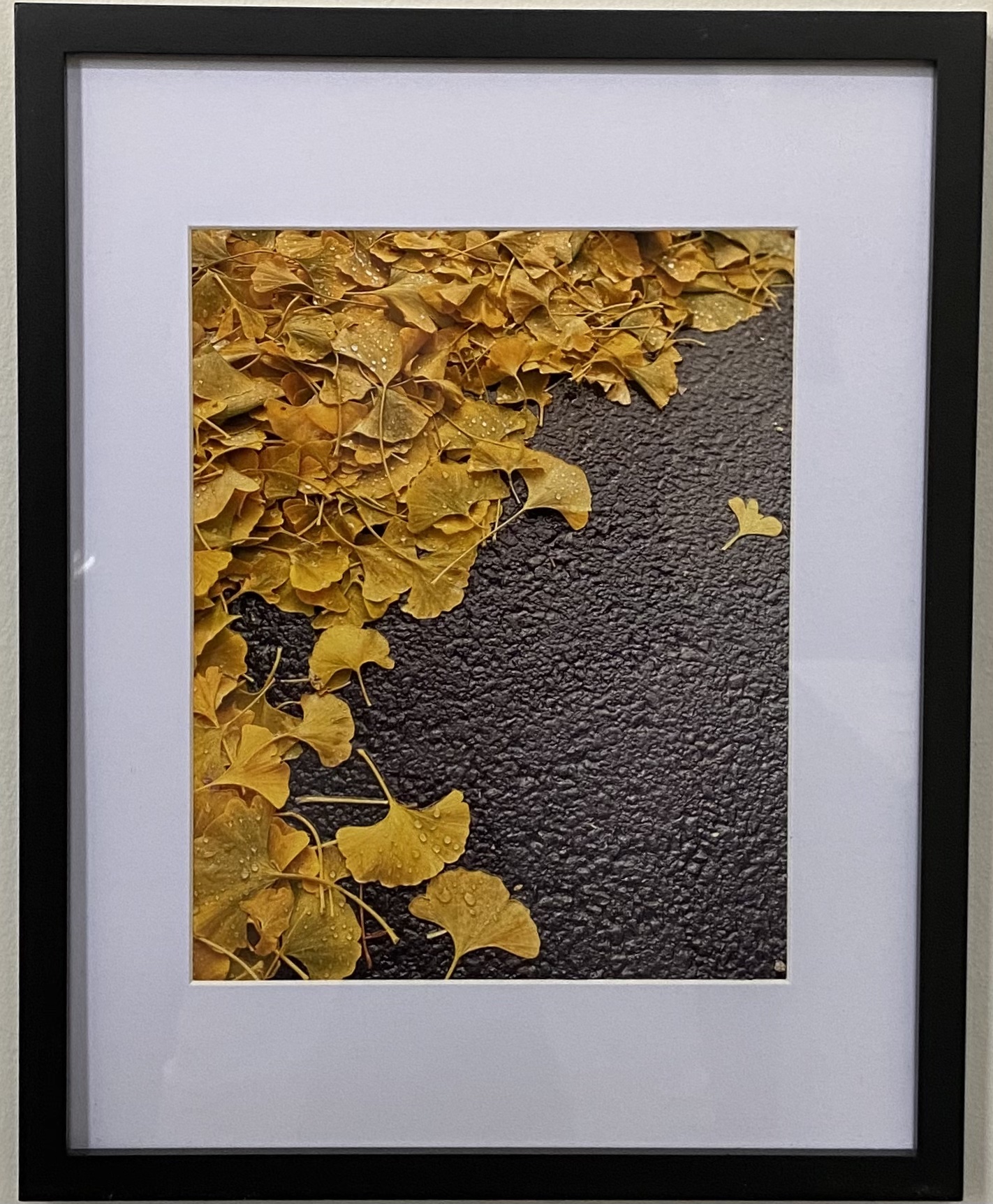 Ginko Leaves
Photography
8" X 10"
$95.