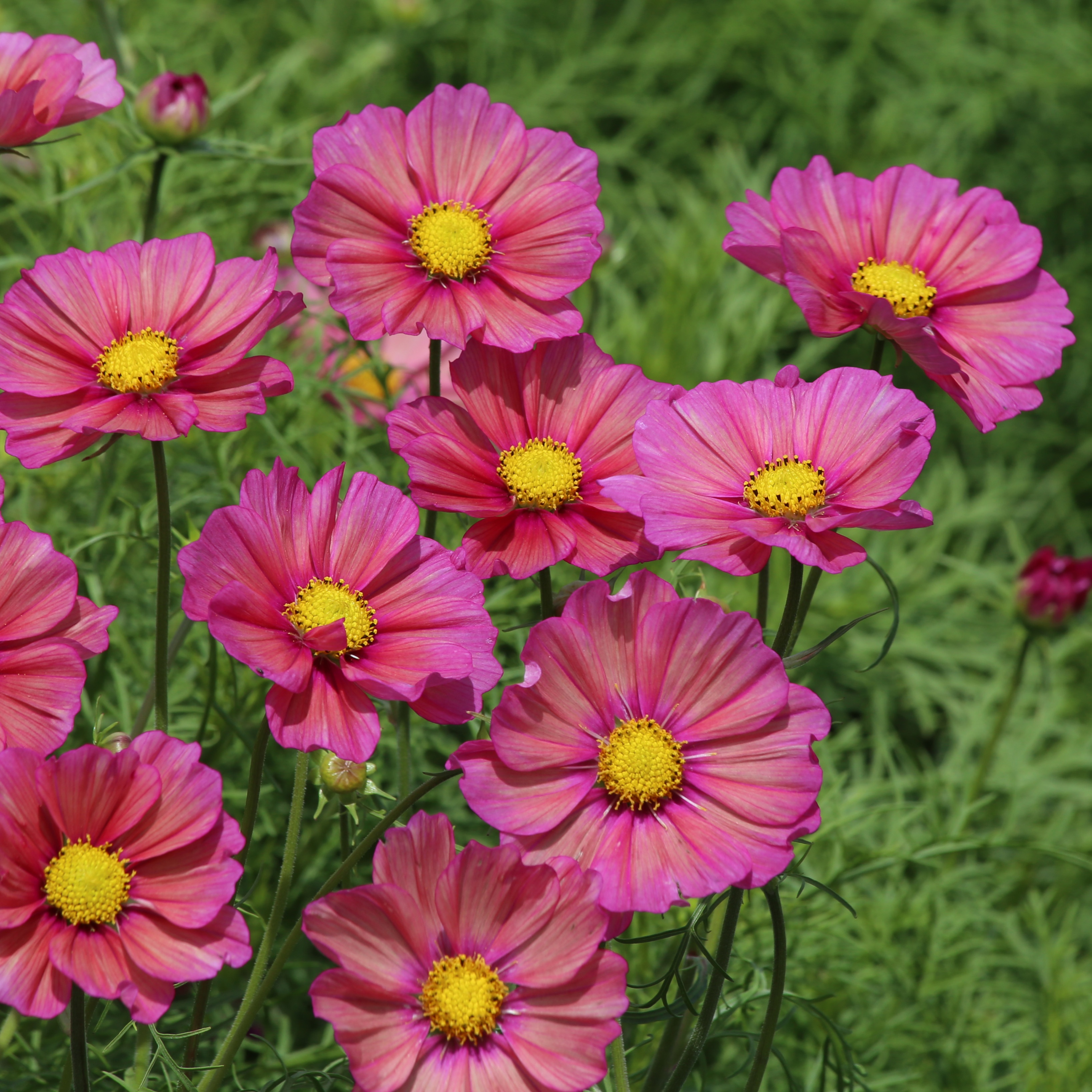 Cosmos Xsenia Cosmos Xsenia