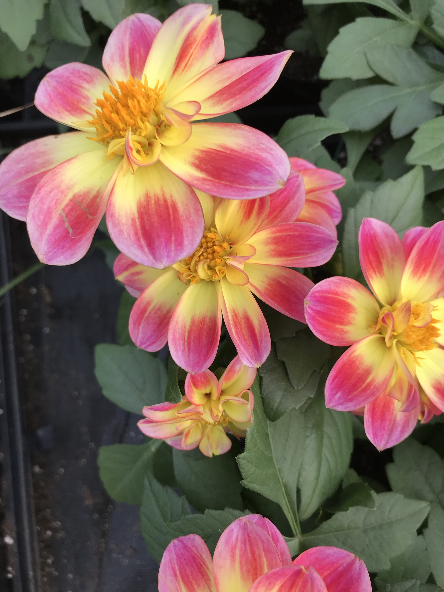 Discover The Best Amish Greenhouses In St. Charles, Mn - 3im7eak