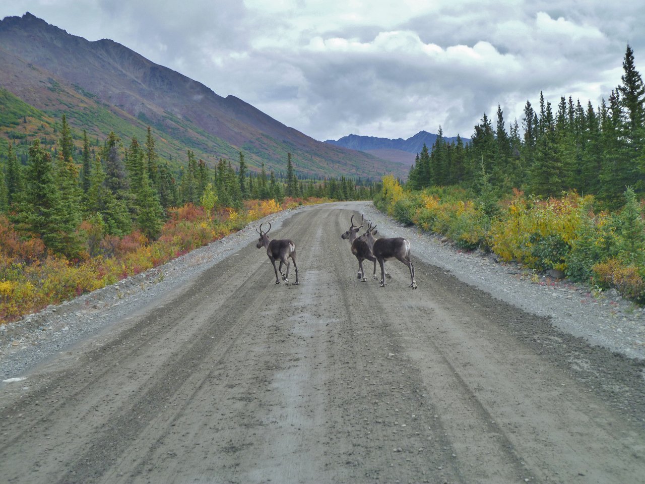 Caribous Crossing Road