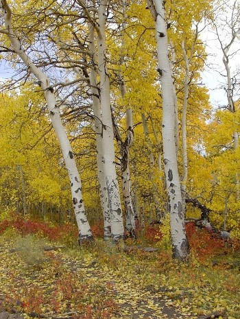 Autumn Aspen