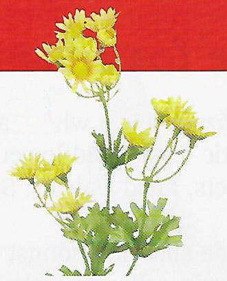 Mini Daisy Spray - Item # DHTC10916
24" tall. Packed 12.