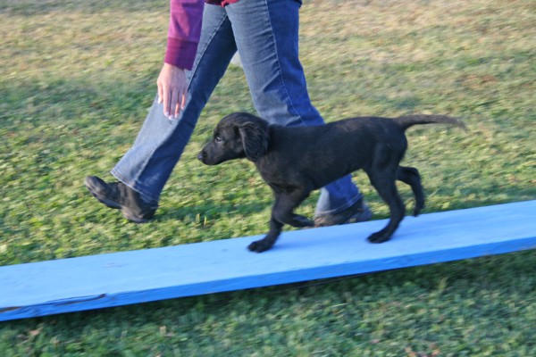 Bailey doing Agility
