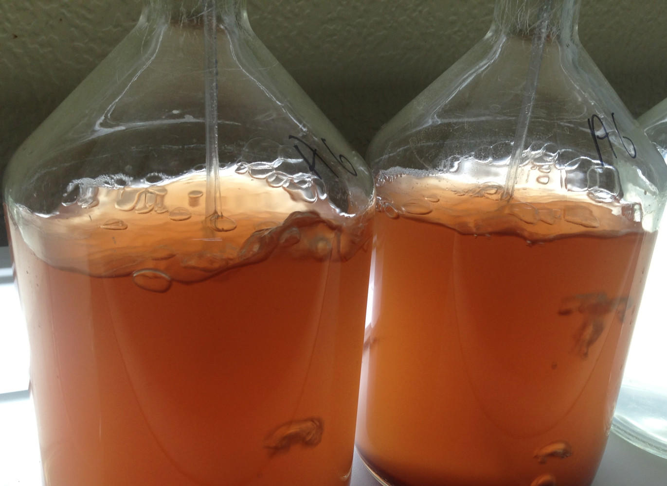 ONLY A TWO  LITER CULTURE IS REQUIRED FOR INNOCULATION

(Rhodomonas above)