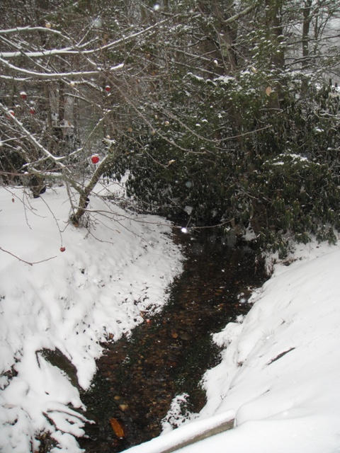 Snow covered apples hang over the creek.