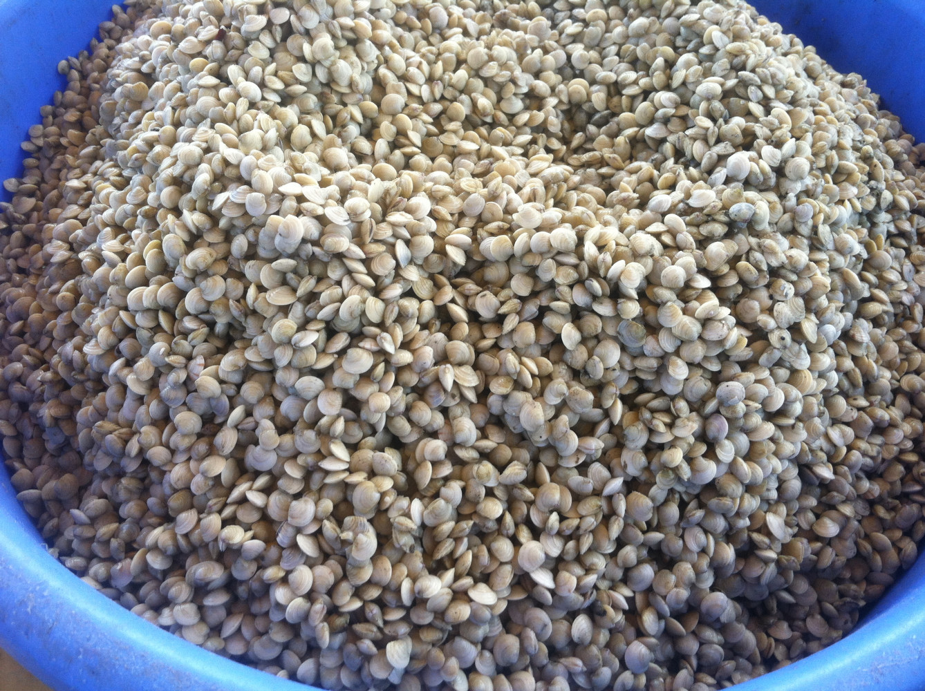 We have worked for 19 years to selectively breed
hard clam seed that offers
EXCELLENCE IN GROWTH, SUPERIOR ENVIRONMENTAL ADAPTION & HEARTINESS

(Mercenaria mercenaria)