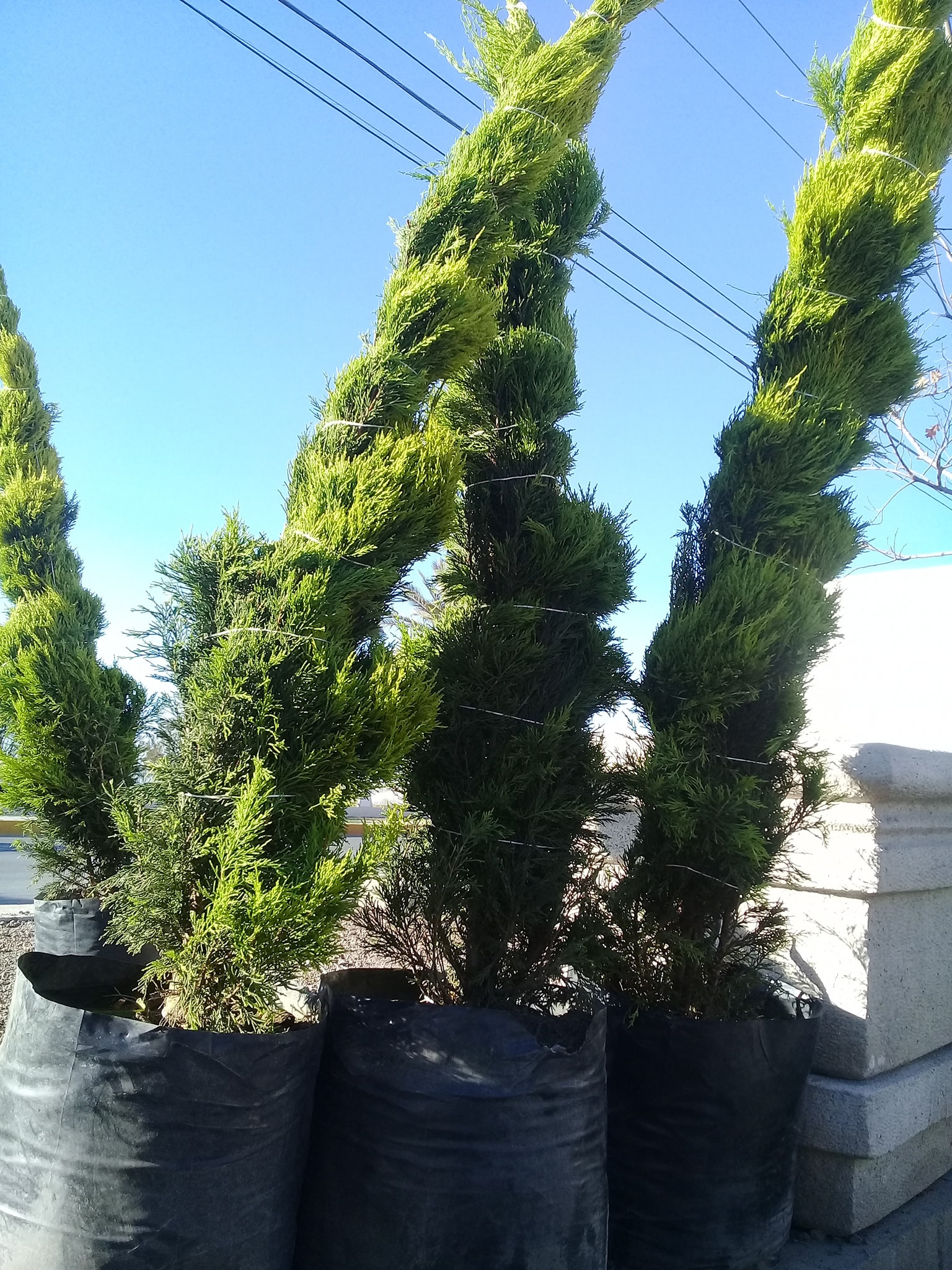 Cedro limón en espiral