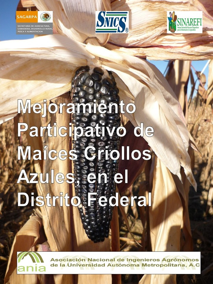 Mejoramiento Participativo de Maíces Criollos Azules, en el Distrito Federal 2011