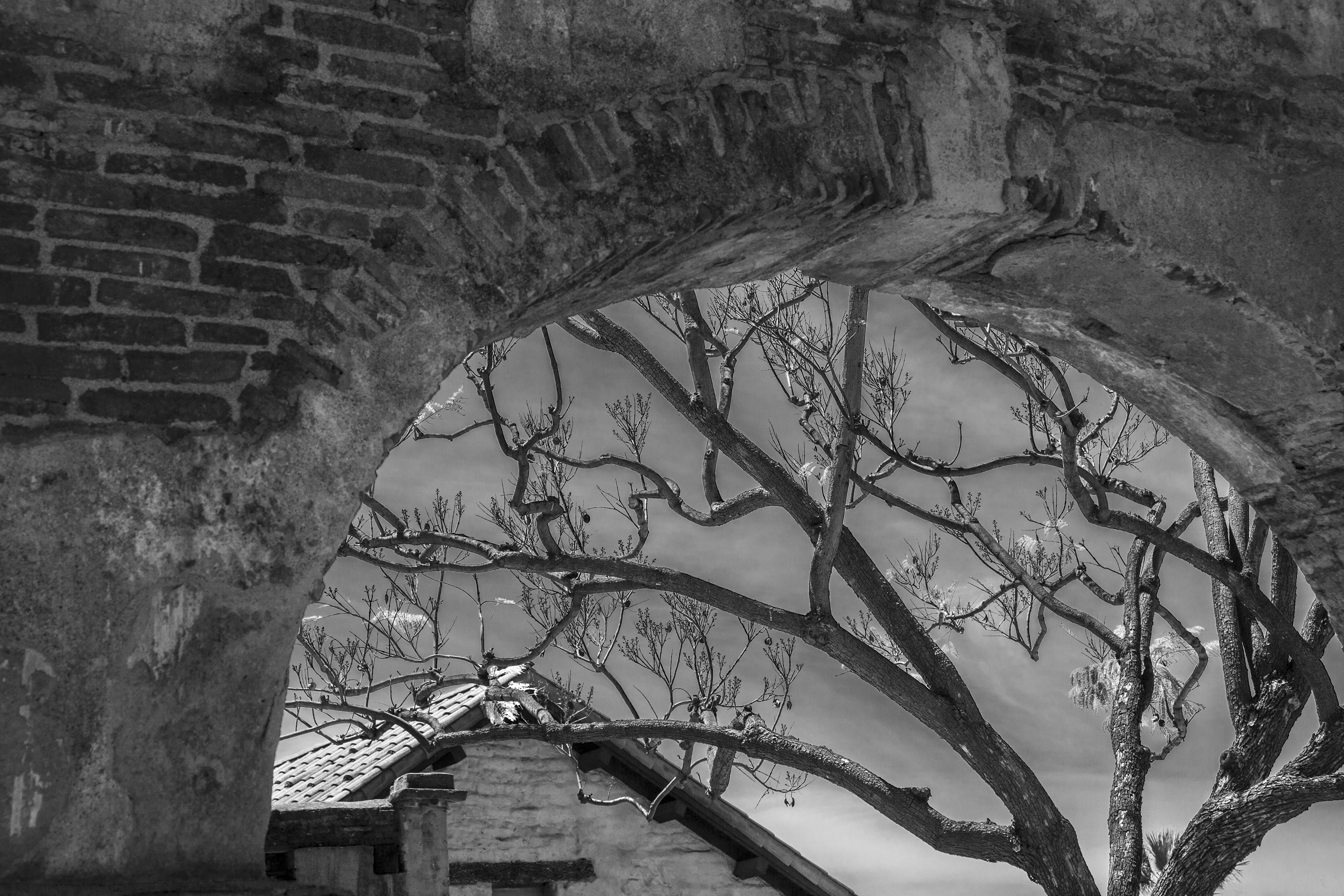 San Juan Mission Arch ans Tree