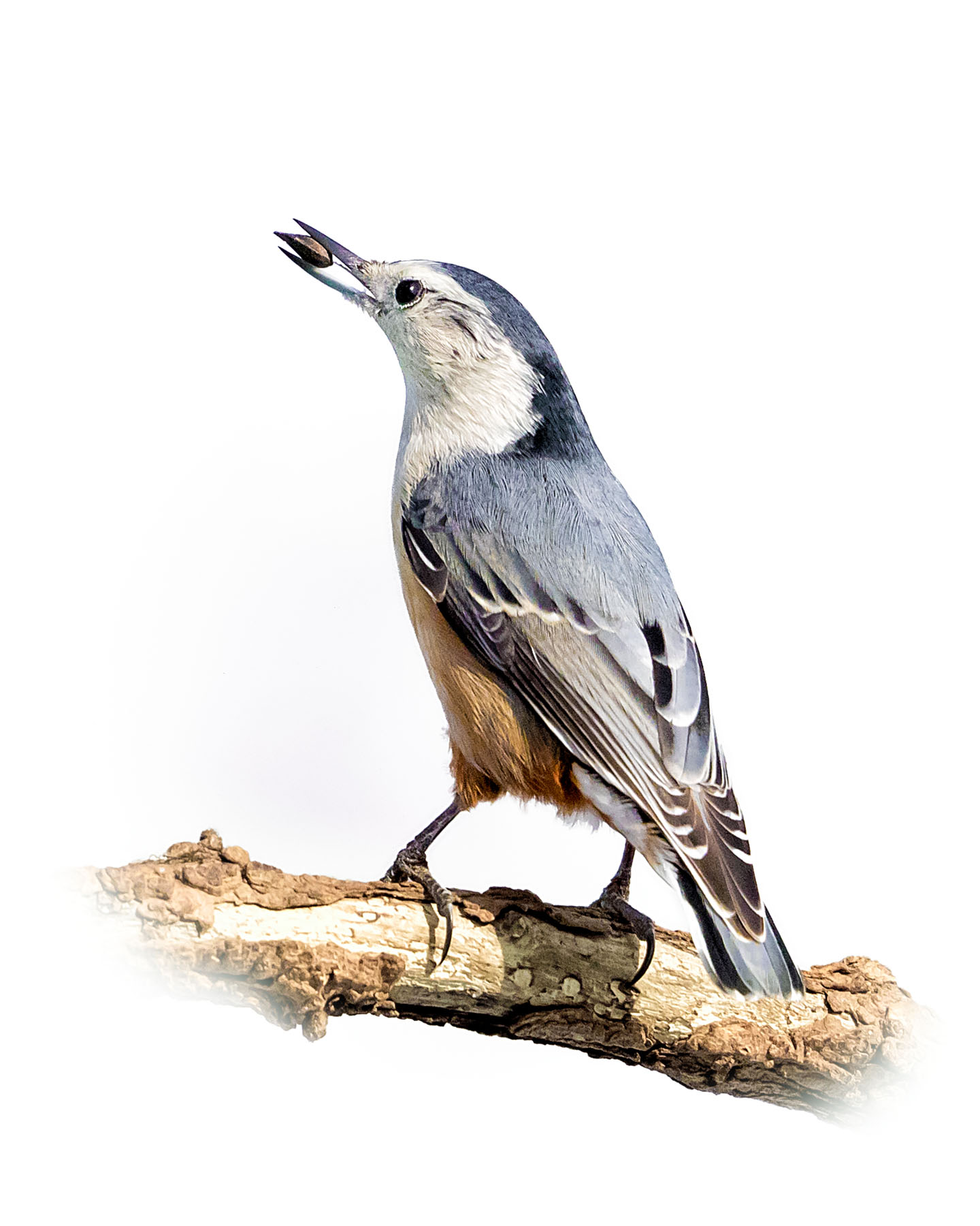 White-breasted Nuthatch 9