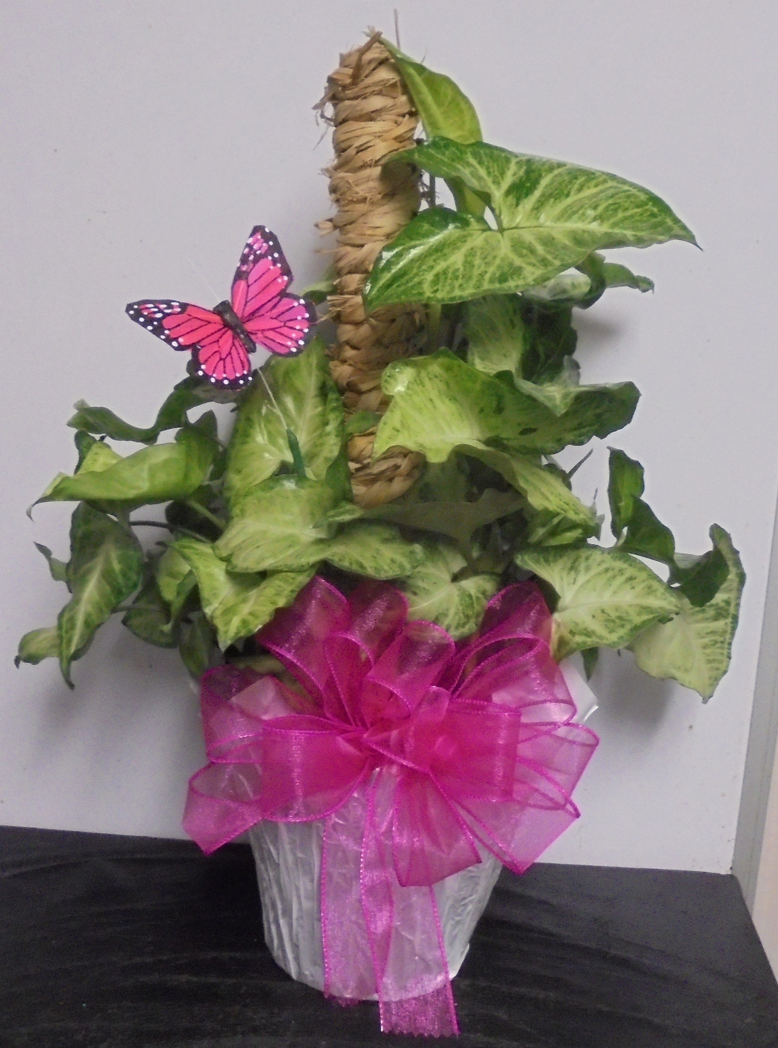 (12) "Nephthytis" Butterfly Pole Plant
$45.00