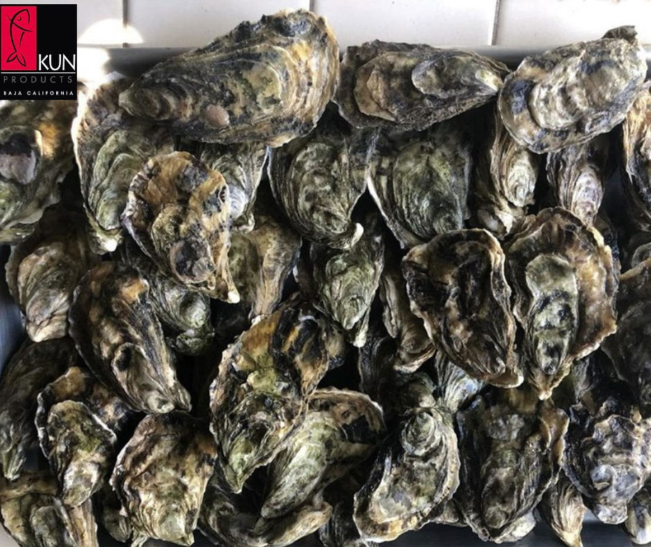 Kun Products Baja California - Ostiones