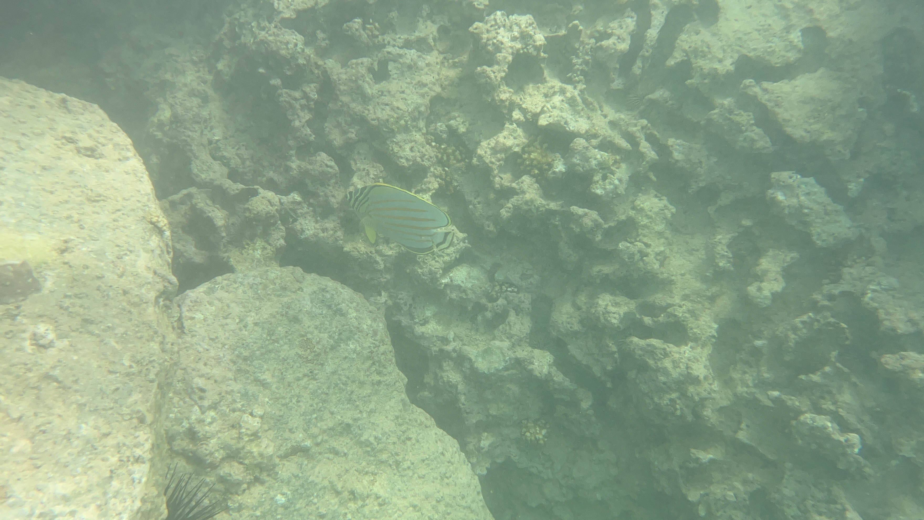 https://0201.nccdn.net/4_2/000/000/00d/f43/hawaii-order-117.jpg