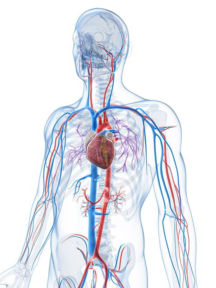 Dr. Abel Vidal Vallejo "Angiología y Cirugía Vascular" - Problemas circulatorios