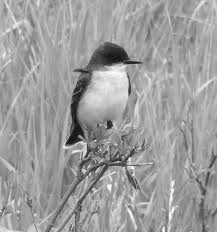 Figure 17: Photo of a Kingbird