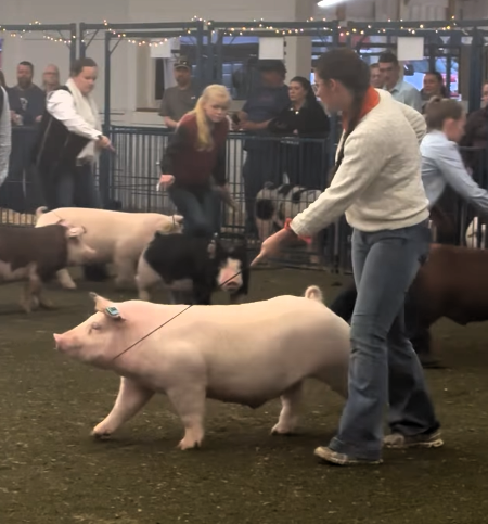 Piper Allen
2025 TBS New Year's Eve Countdown
Reserve Champion Overall
 Supreme Barrow
Reserve Champion Overall
 Purebred Barrow
Champion Chester White Barrow