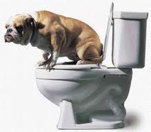 Toilet training your dog or puppy doesn't have to be stressful.