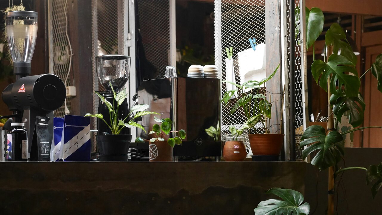 assorted green-leafed plants inside room