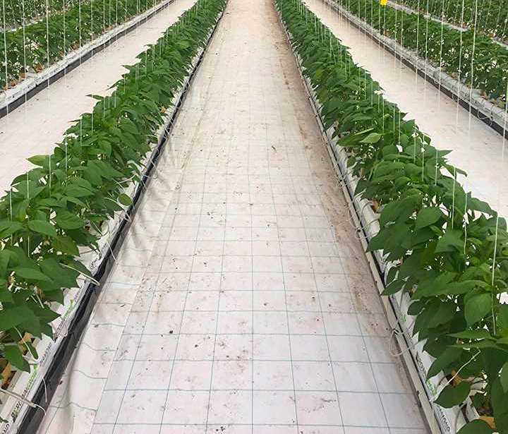 Mallas Cubresuelos o Mallas Anti-hierba: