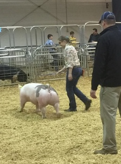 Aspen King
2017 TN State Market Hog Show
1st in Class