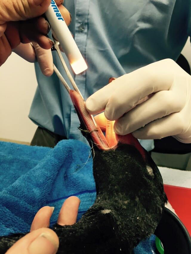 A swan being examined by one of our vets to remove fishing line from down its throat.
