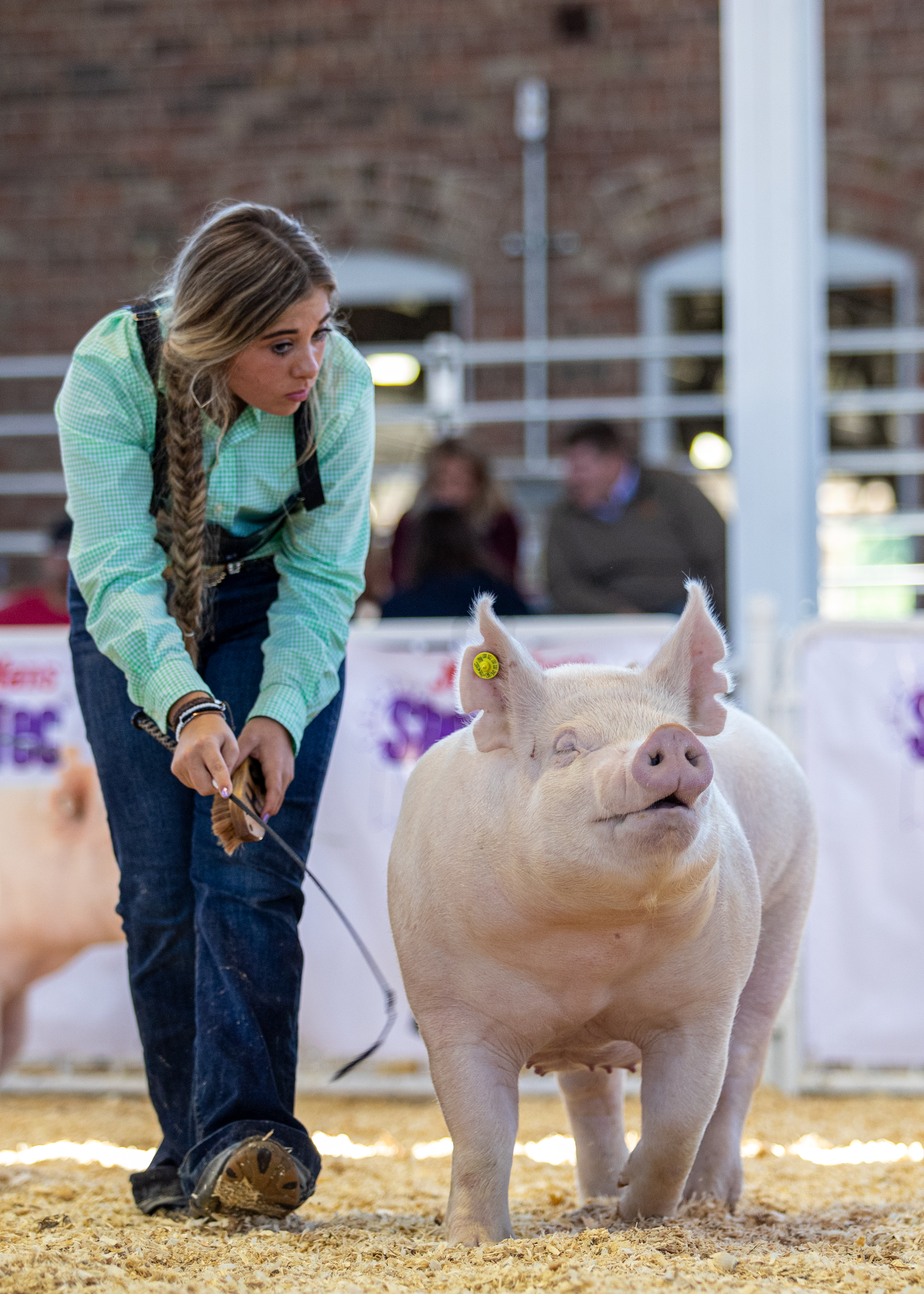 Lena Stricklen
2020 Phelps County Fair, Missouri
Reserve Grand Champion