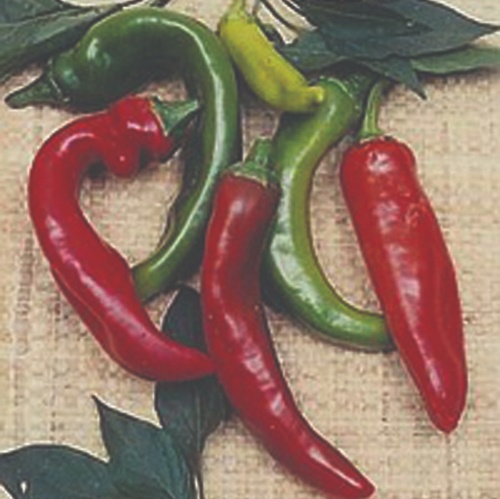 Pepper Anaheim Chili Pepper Anaheim Chili
