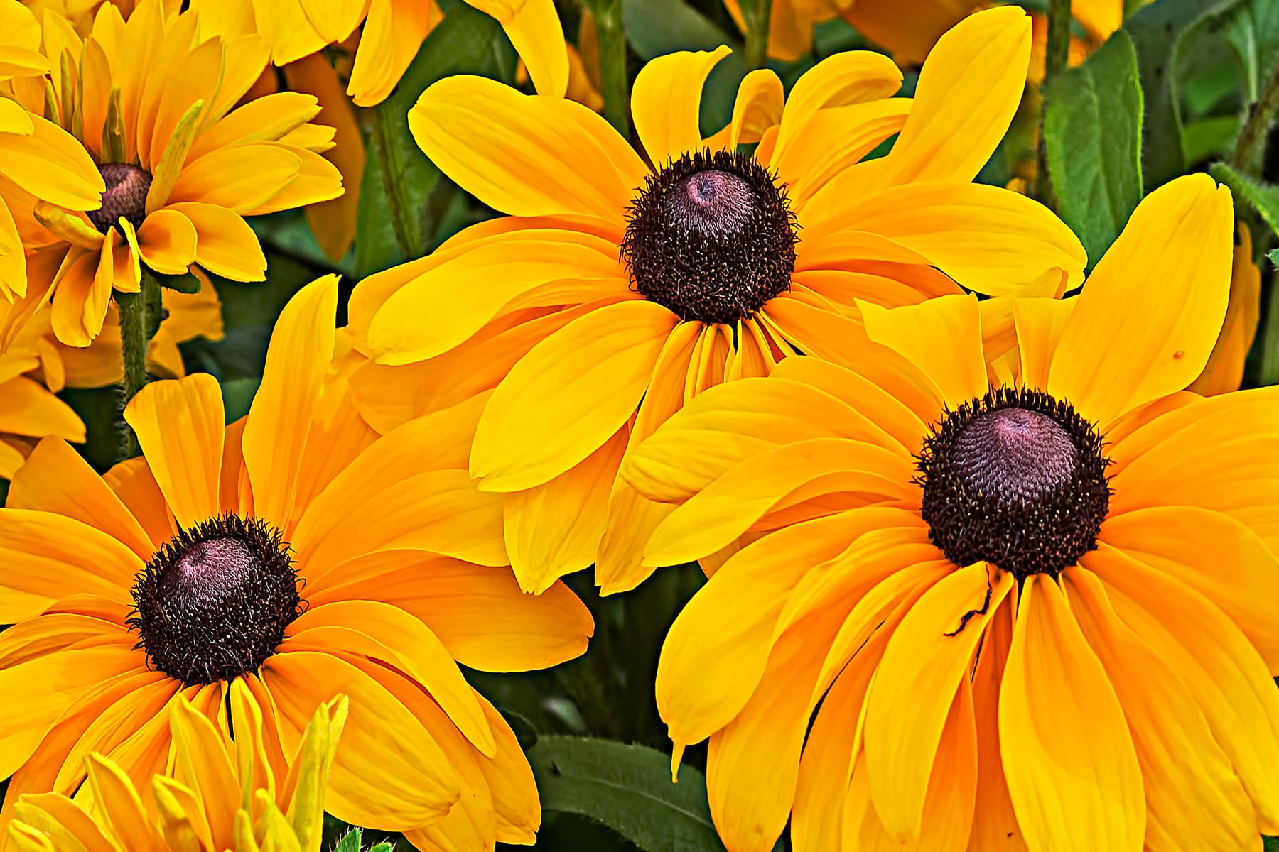 YELLOW - Yellow daisys, yellow flowers, yellow black-eyed susans... no matter what you call them, they are yellow.