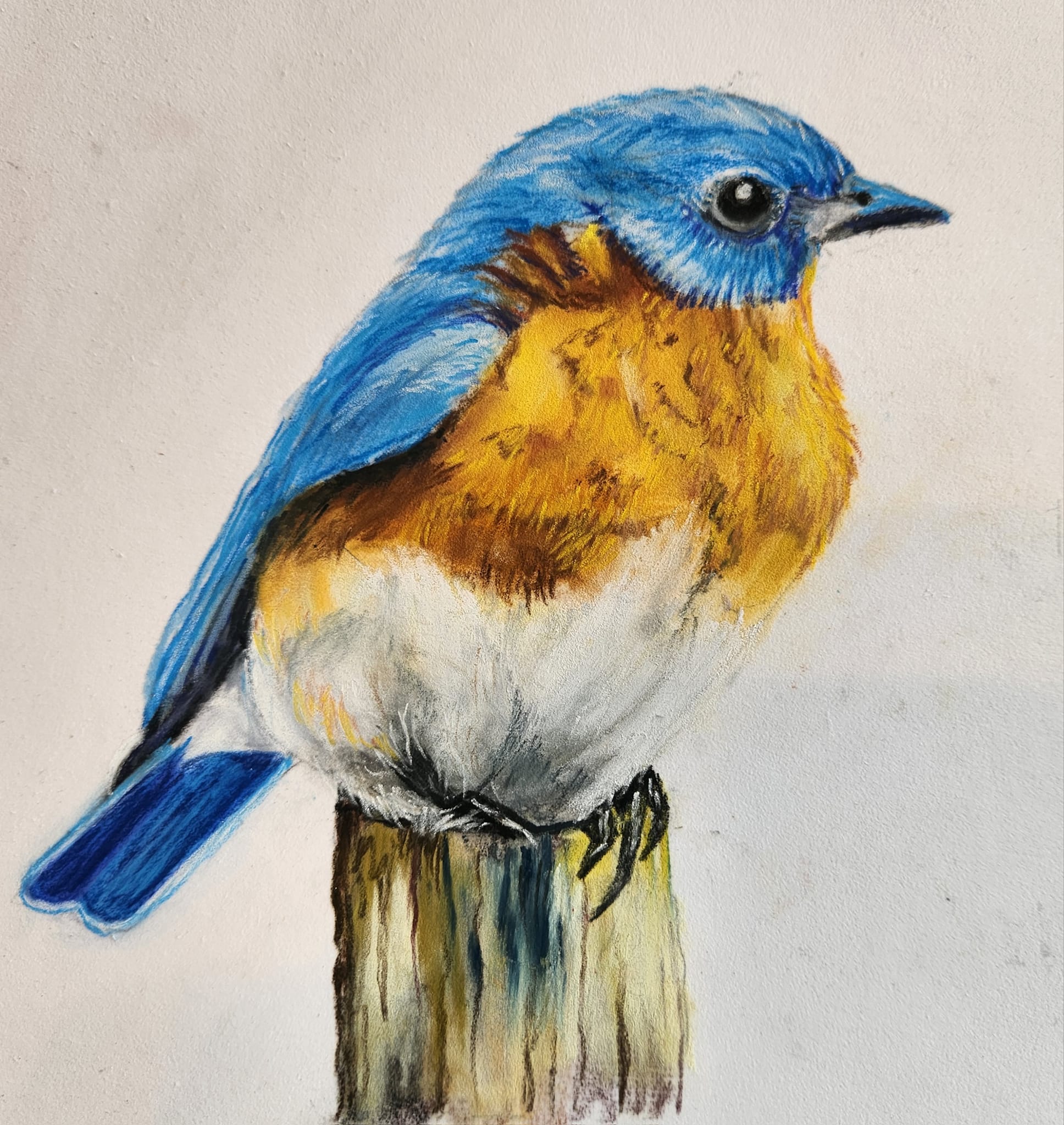 https://0201.nccdn.net/4_2/000/000/010/19b/bluebird-3.jpg