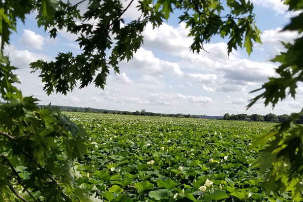 Amana Lily Pond