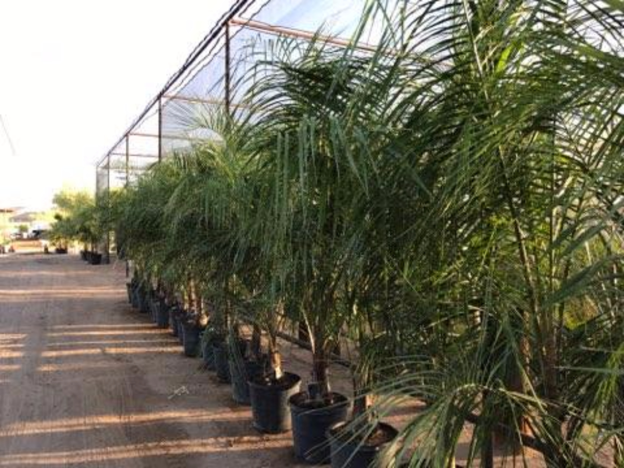 Home - PACIFIC PALMS NURSERY