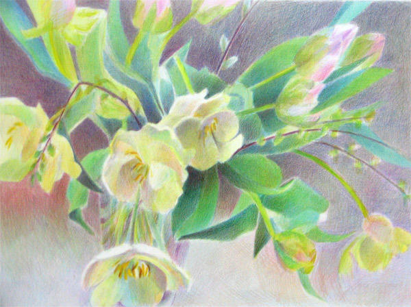 Mixed Parrot Tulips by Katherine Tyrrell (Coloured Pencil 11.5" x 15.75") £325