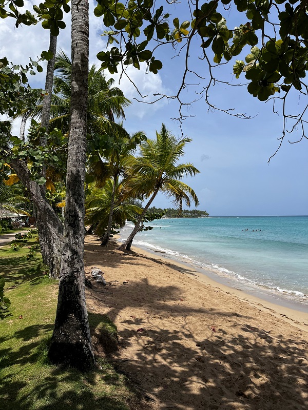 Beach Front with Trees