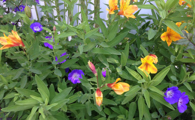 Yellow and Blue Flowers