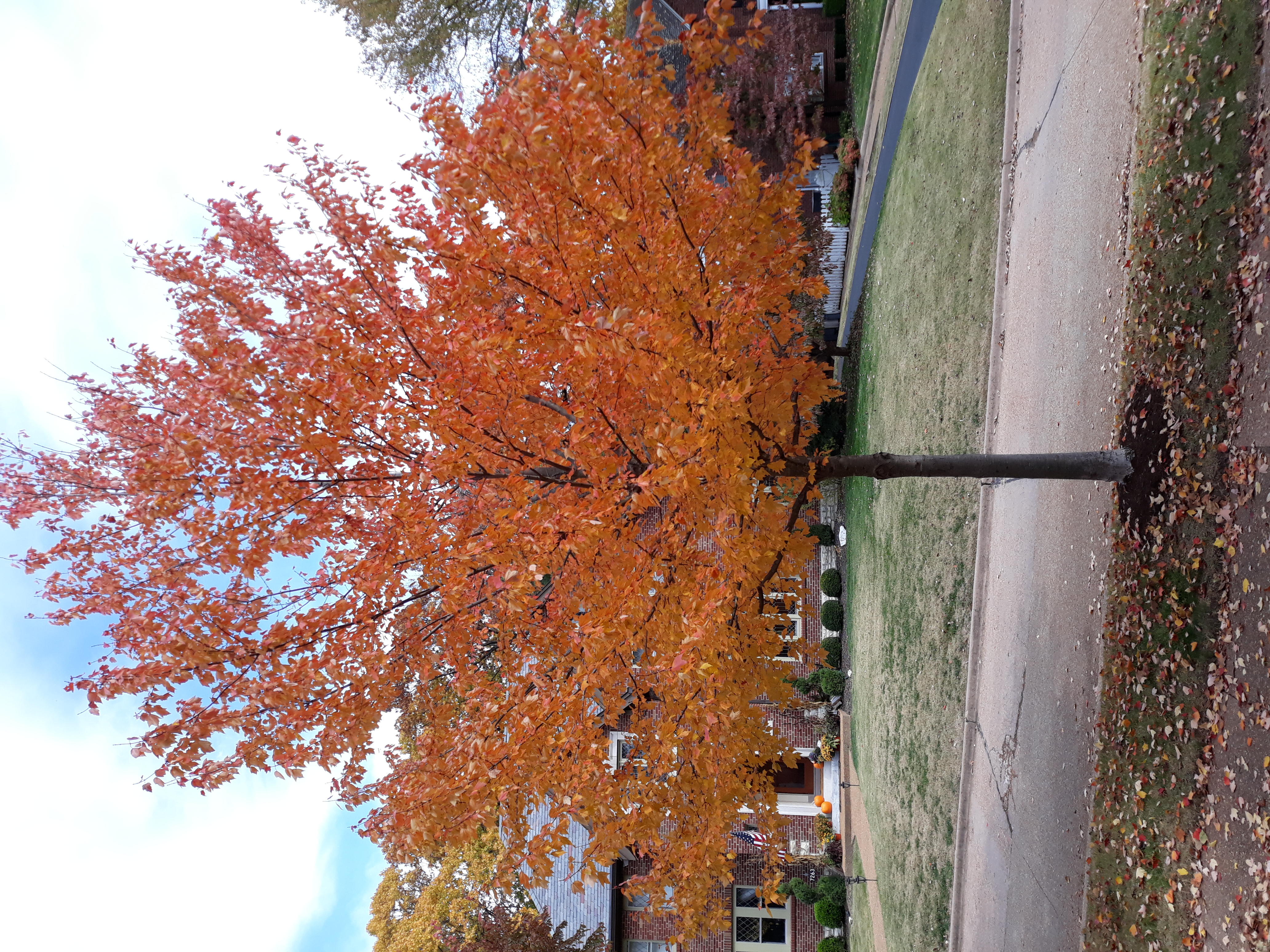 https://0201.nccdn.net/4_2/000/000/011/751/red-sunset-maple--autumn-.jpg