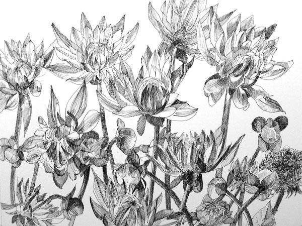 Dahlias #1 (pen and ink) SOLD