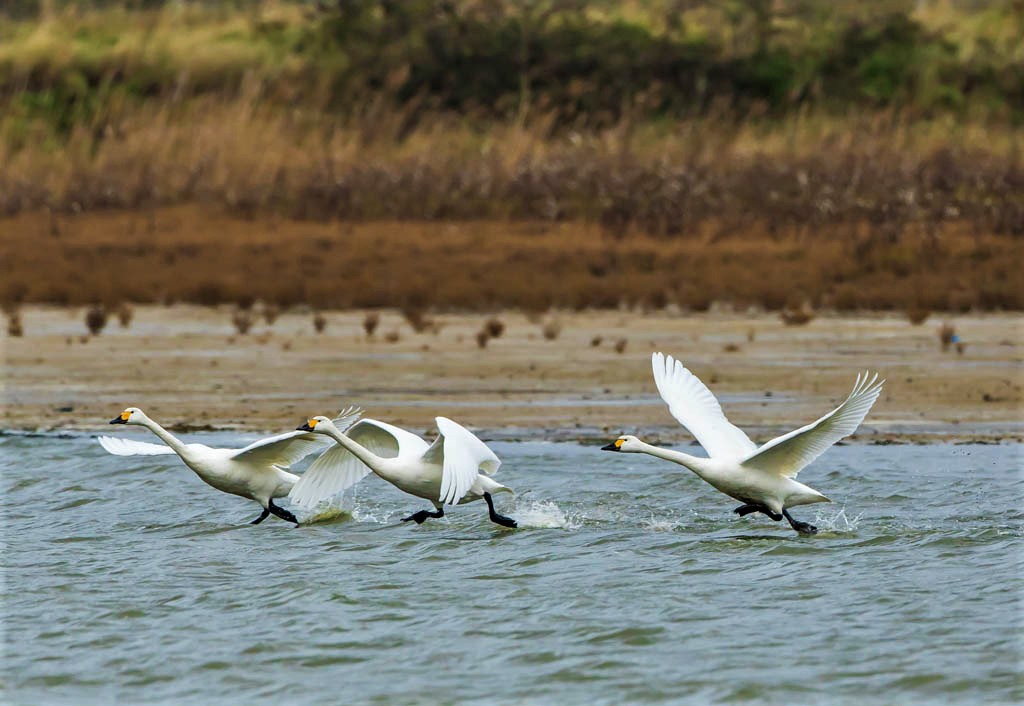Bewick's Swans