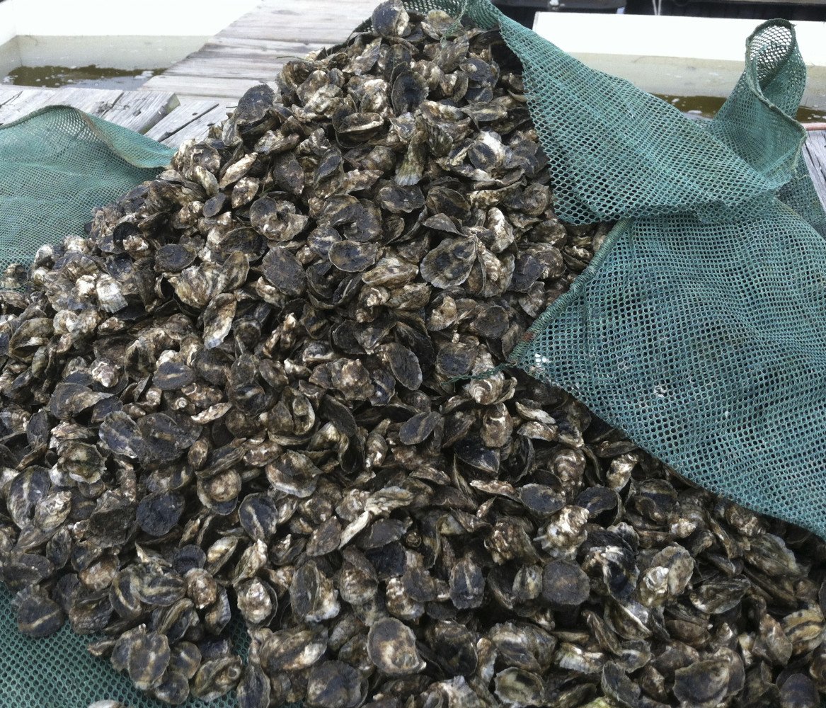 SINCE THEN WE HAVE ADOPTED CULTURE TECHNIQUES FOR LARGE SCALE OYSTER SEED PRODUCTION
2012
WE PRODUCED THE FIRST COMMERCIAL OYSTER SEED IN FLORIDA
3 MILLION OYSTERS, 1/2" to 1-1/2"
FOR 6 DIFFERENT FARMERS 
