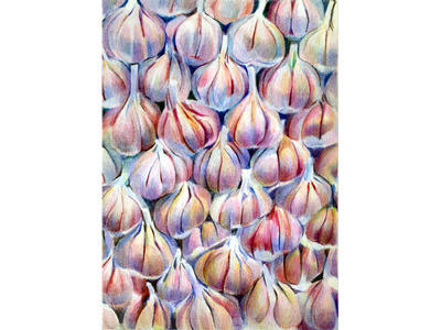 A wall of ophioscorodon (Coloured Pencil) NFS