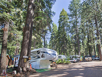 RV spaces amidst the pine trees