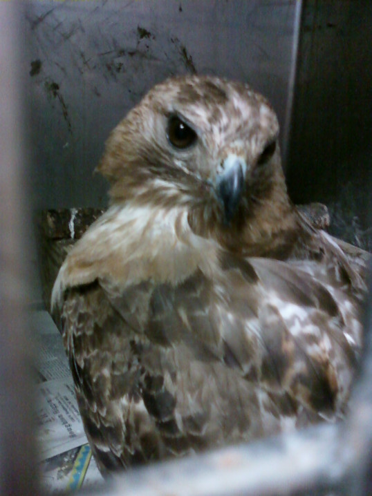red tail hawk