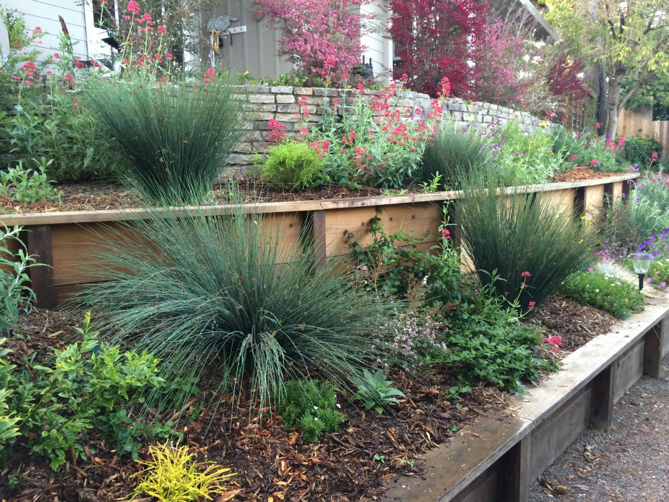 AFTER - Drought tolerant, colorful approach to front door with pleasing textures and variety attracting beneficial insects and butterflies. Tea trees up top provide screening.