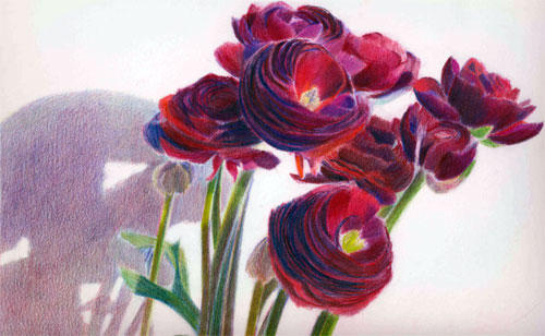 Purple ranuncula by Katherine Tyrrell (Coloured Pencil 8.3" x 11.7")