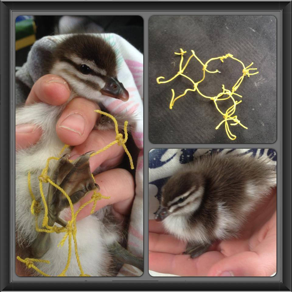 Wood duckling found alone and stuck with netting around its foot. We soon got this off and then raised this baby along with others at the shelter.