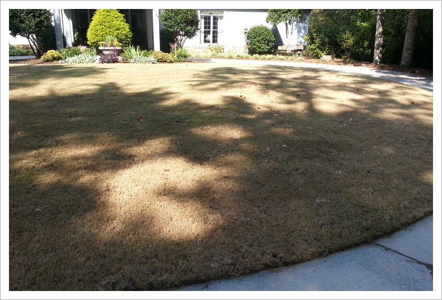 Brown lawn circular||||