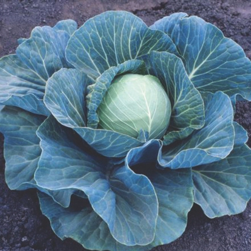Cabbage Stonehead Cabbage Stonehead