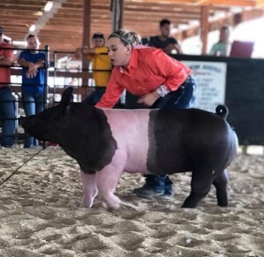 Lena Stricklen
2018 Phelps County Fair, Missouri
Reserve Grand Champion Overall
Reserve Grand Champion On Foot