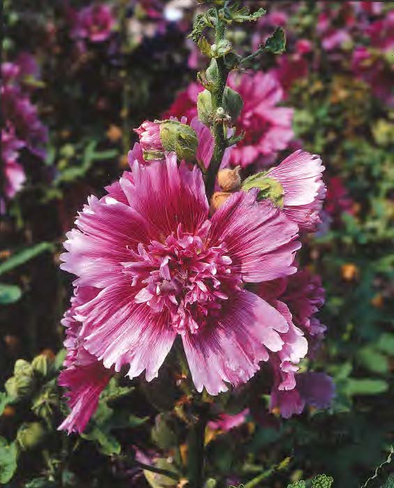 Alcea rosea (Hollyhock), Queeny Purple